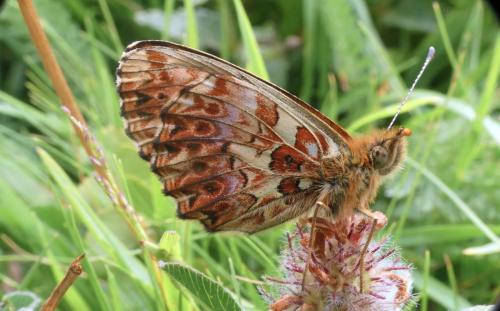 Boloria titania